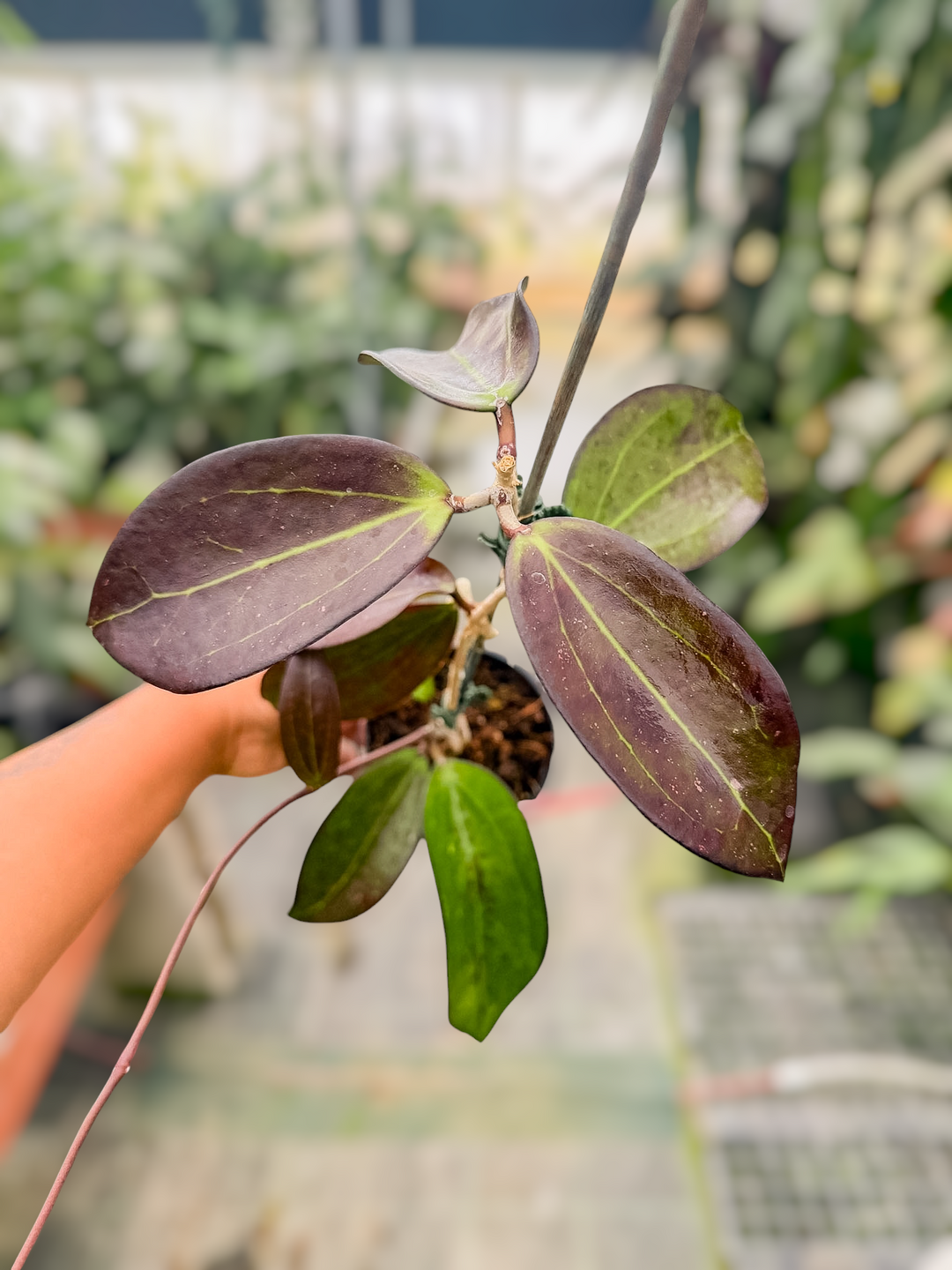 PS0568 - Hoya ‘Black Baabel’ (AH)