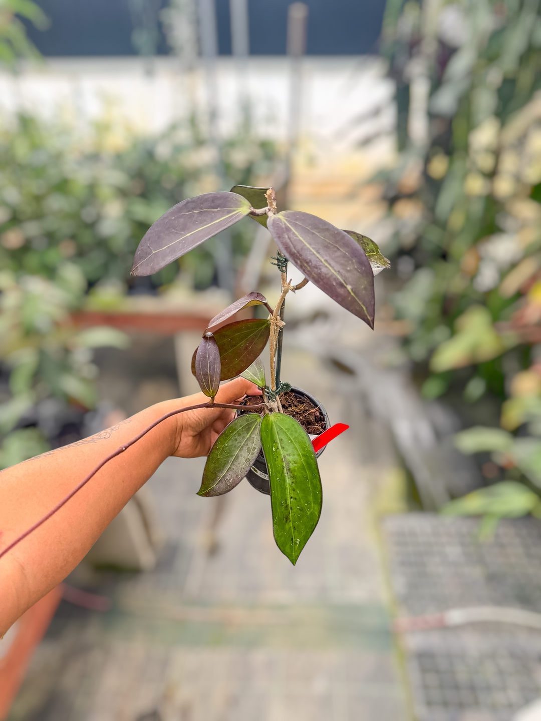 PS0568 - Hoya ‘Black Baabel’ (AH)