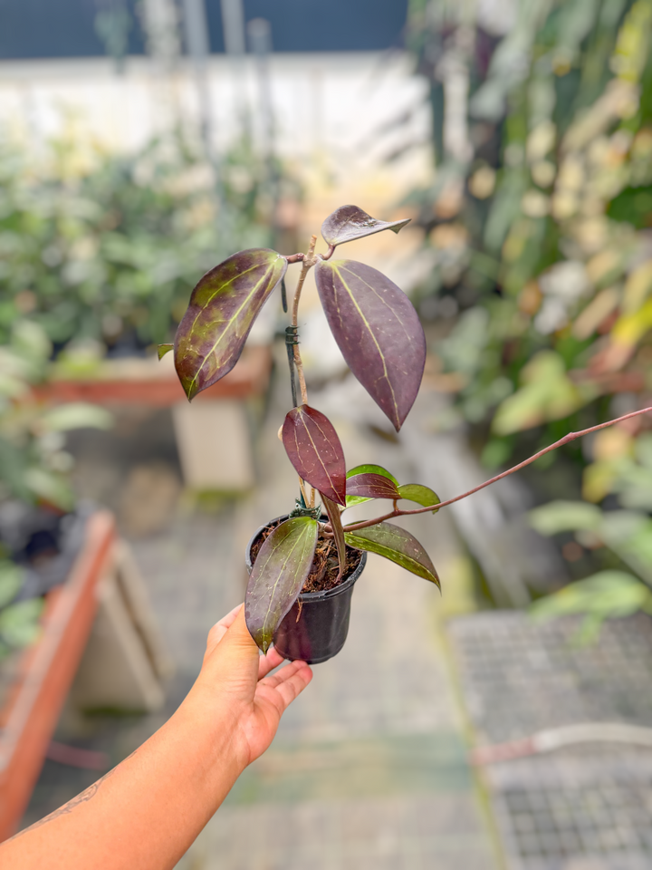 PS0568 - Hoya ‘Black Baabel’ (AH)