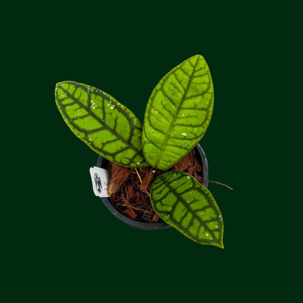 Hoya callistophylla 'Vena' – Unsolicited Plant Talks