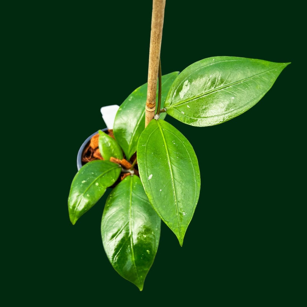 Hoya sp. Aceh Gomas