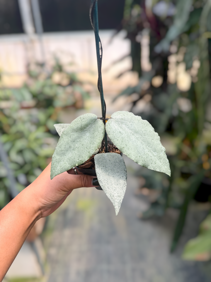 PS0641 - Hoya caudata ‘Argene’