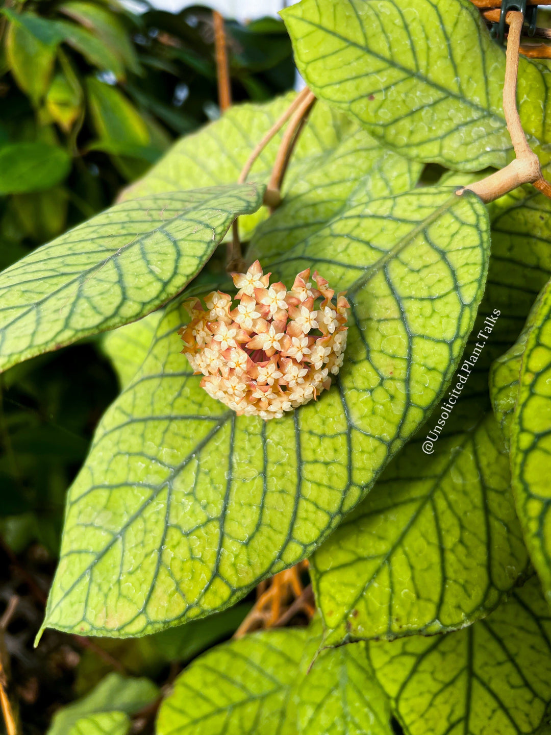 Hoya sp. Sabah (RP013)