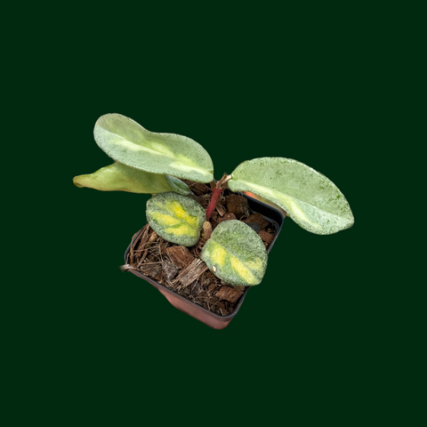 Hoya carnosa ‘Argentea Princess’ Hoya Argentea Princess (4 Leaves)