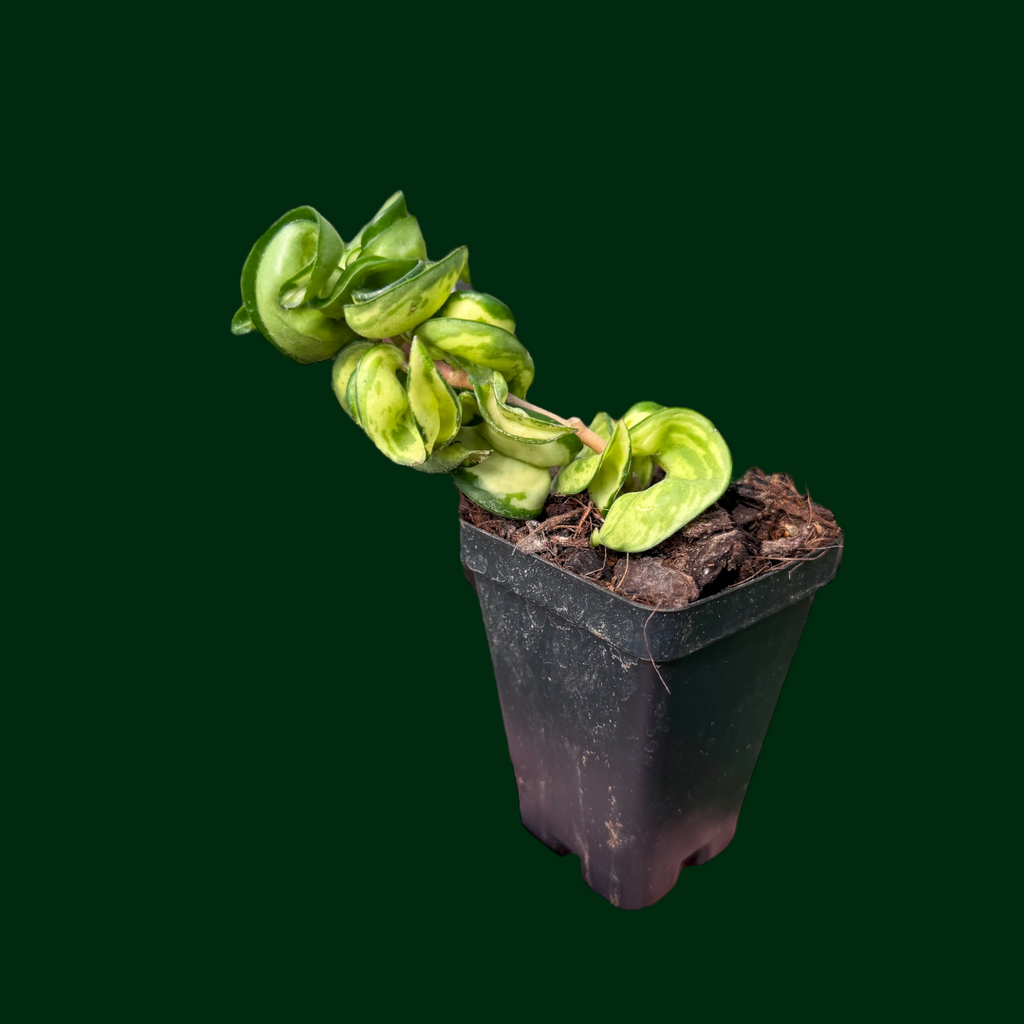 Hoya compacta 'Mauna Loa' – Unsolicited Plant Talks