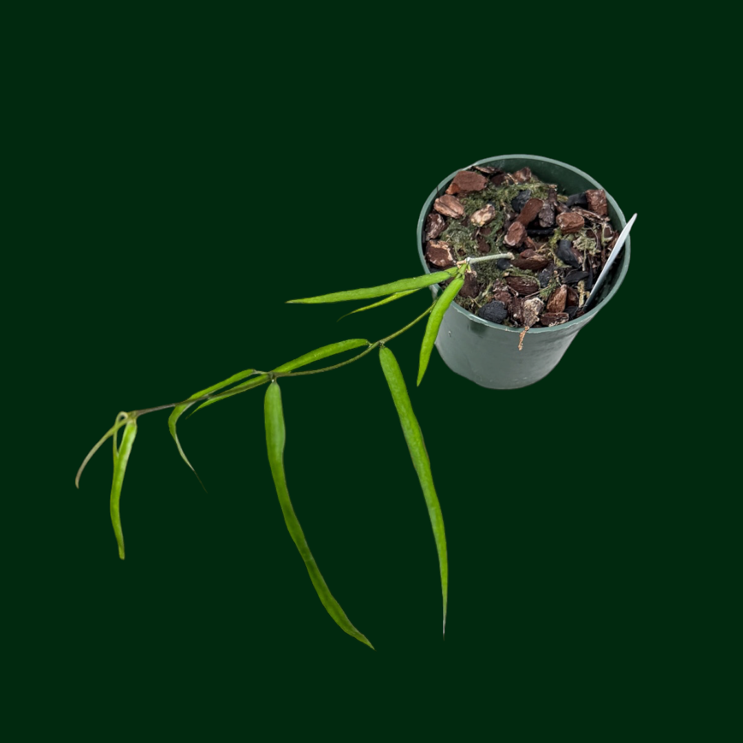 Hoya burmanica (long leaf)