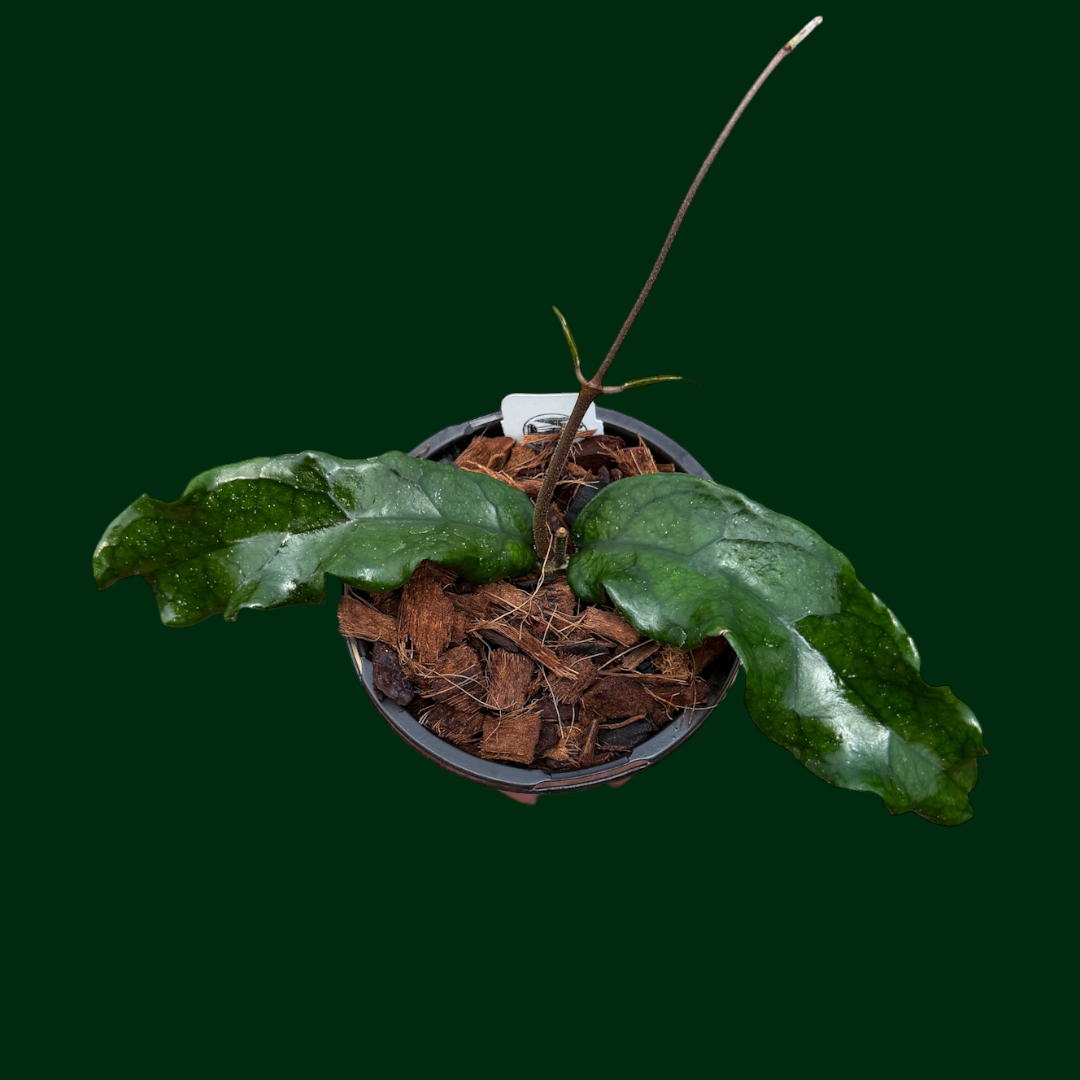 Hoya sp. (Vietnam, Wavy)
