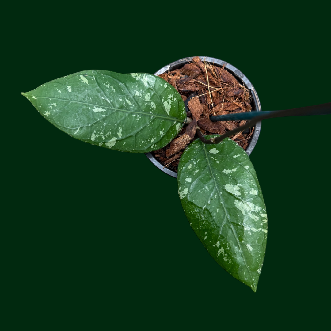 Hoya sp. Mapu