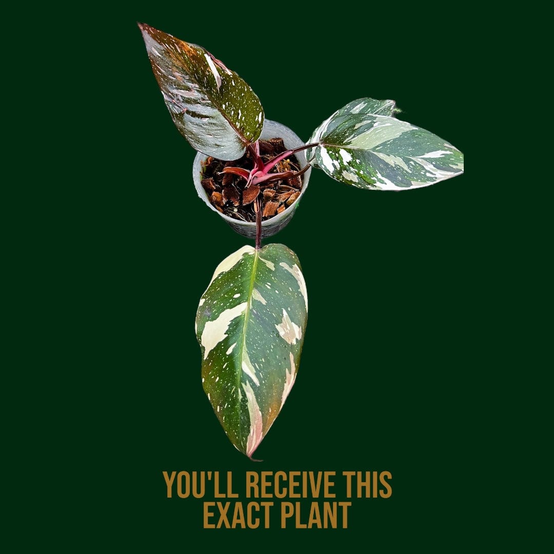 red anderson philodendron for sale Philodendron 'Red Anderson' – Unsolicited Plant Talks