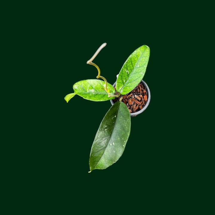 Hoya sp. Tam Dao