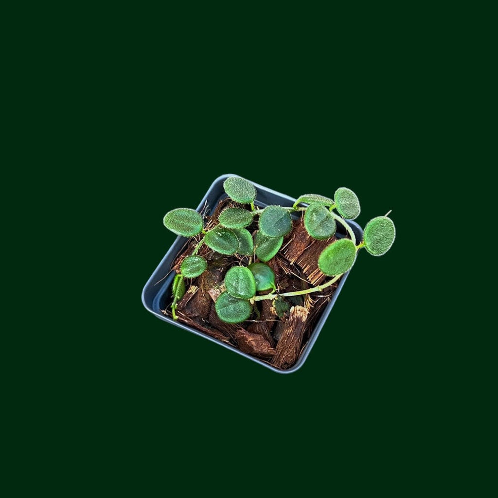 Hoya serpens – Unsolicited Plant Talks