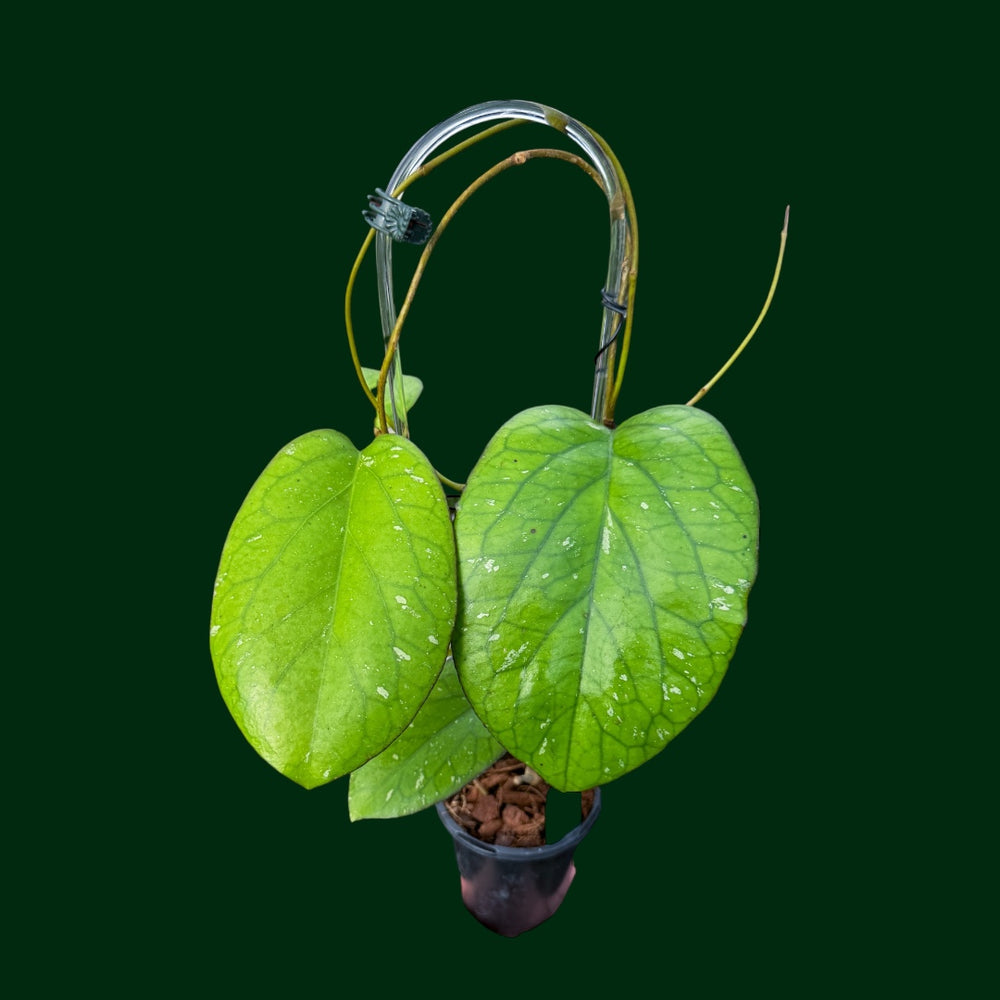 Trellised Hoya ‘Elephant’ (AH027)