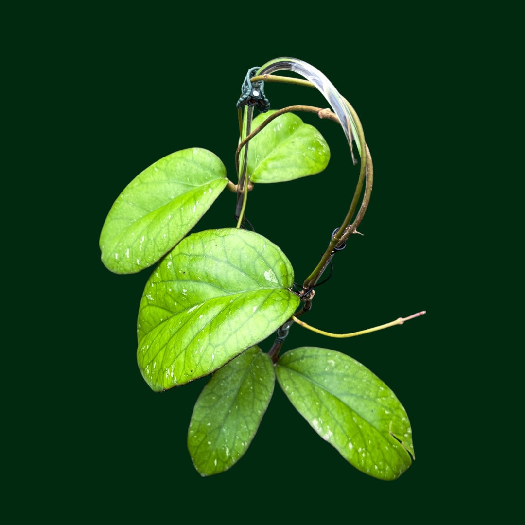 Trellised Hoya ‘Elephant’ (AH027)