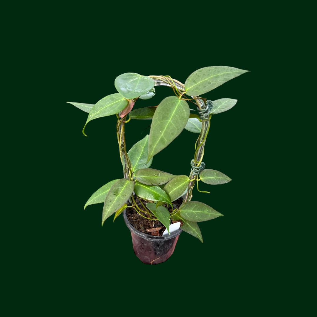 Hoya Carrii (NS13-064)