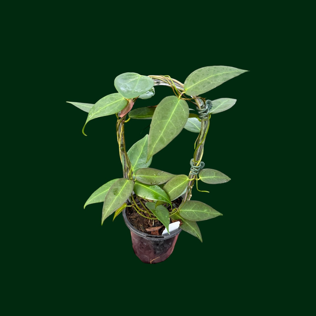 Hoya Carrii (NS13-064) – Unsolicited Plant Talks