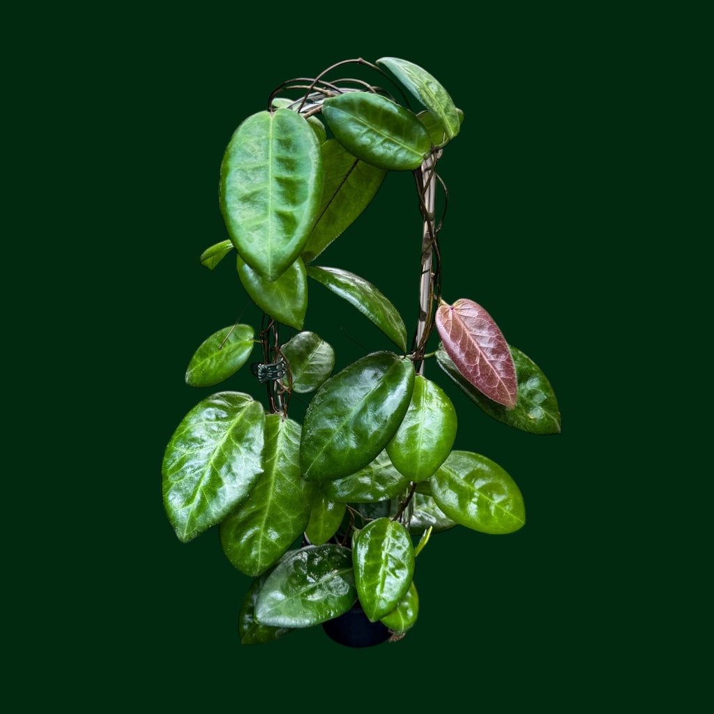 Hoya piestolepis (round leaf) – Unsolicited Plant Talks