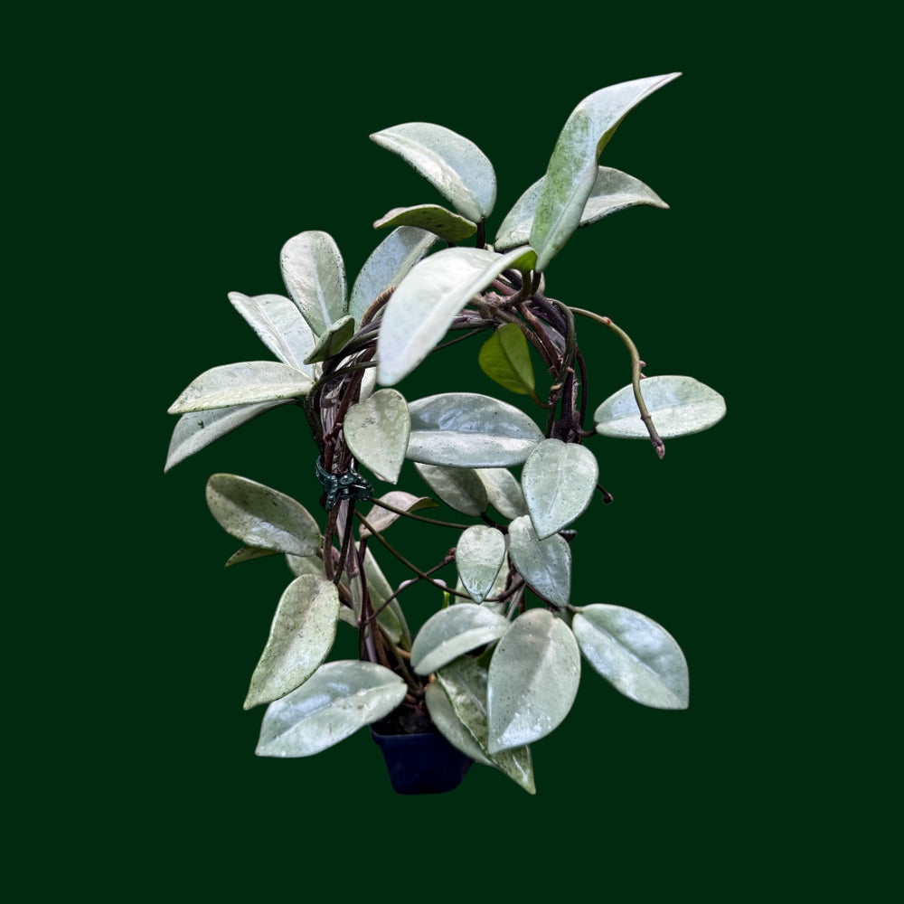 Hoya carnosa ‘Wilbur Graves’ (silver)