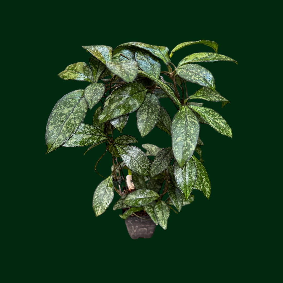 Trellised Hoya crassipetiolata (splash)