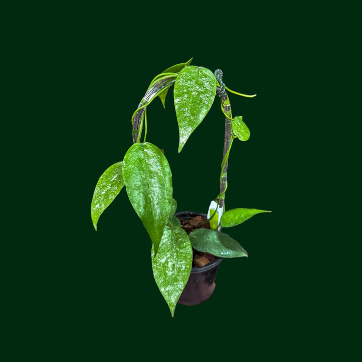 Hoya sangguensis