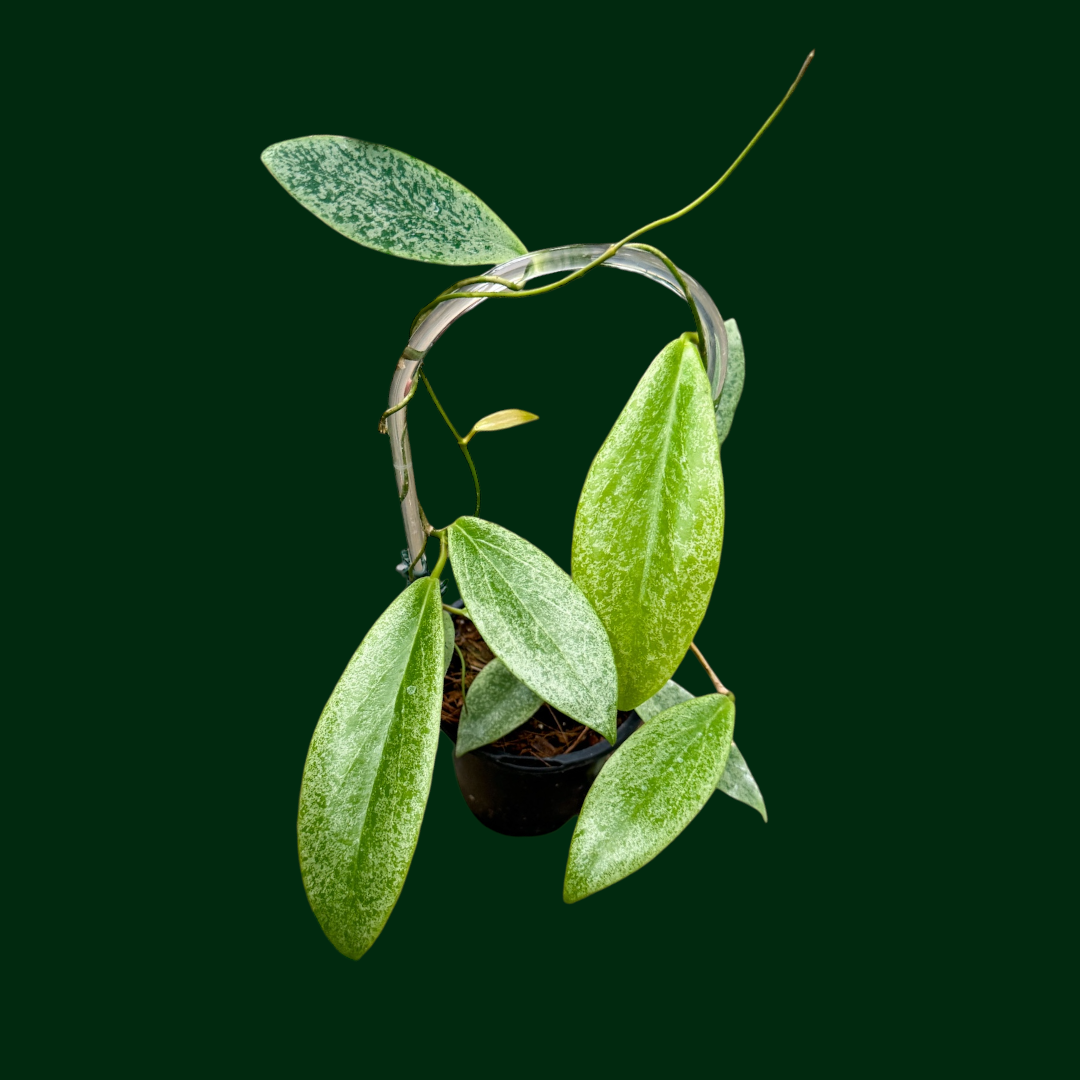 Hoya ‘Jita’ (Silver)