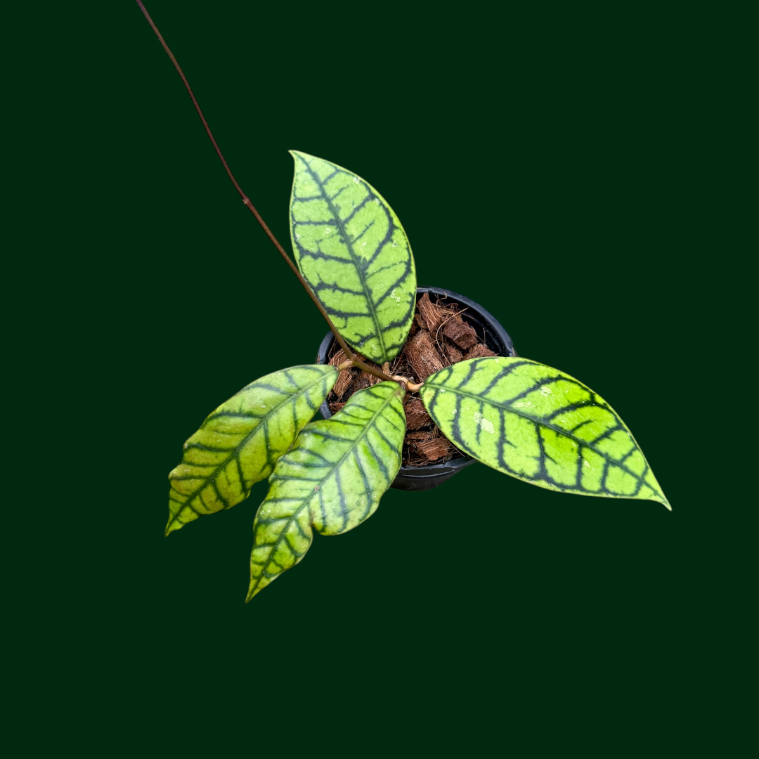 Hoya callistophylla ‘Black Cat’