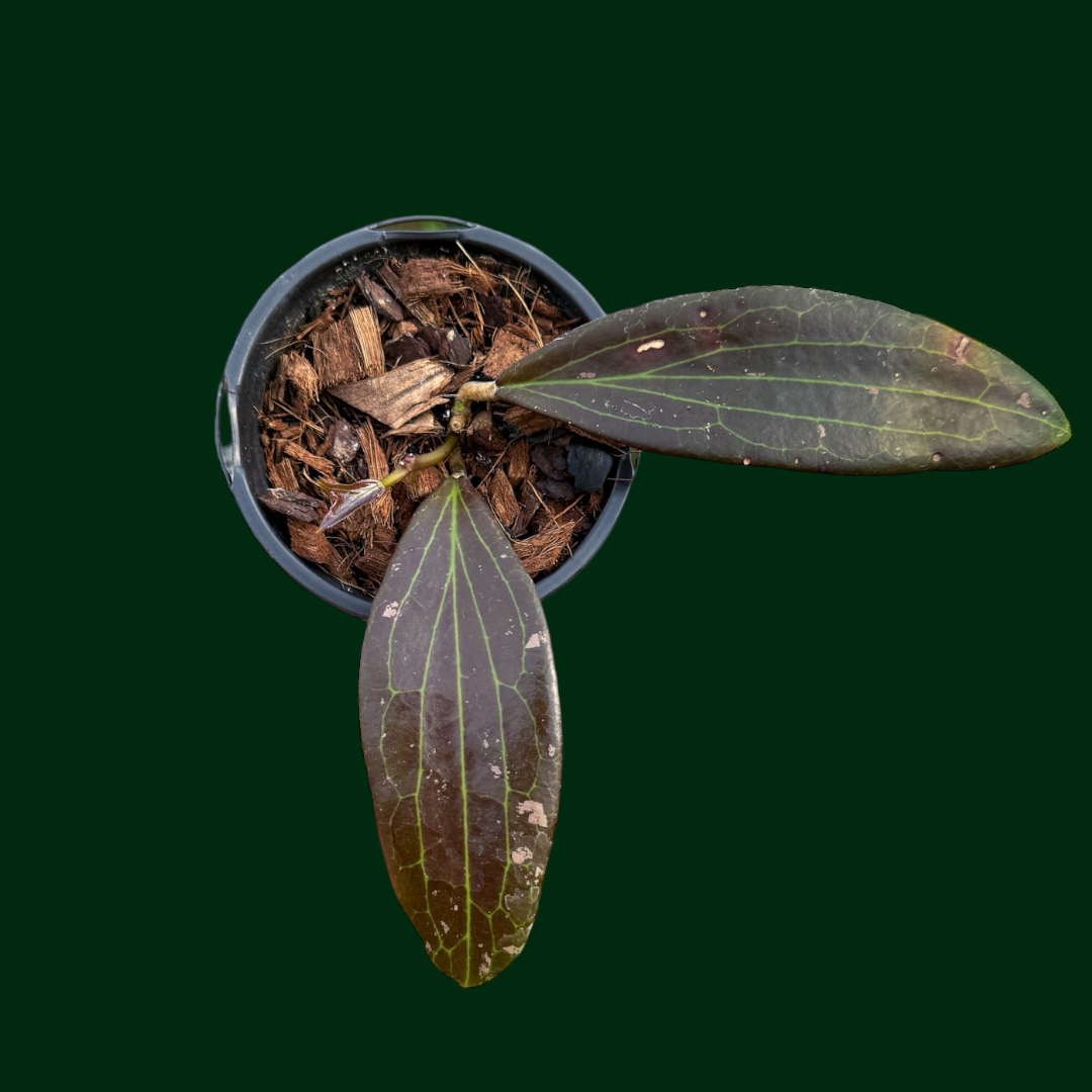 Hoya ‘Megara’ (RTD2411-CM8)