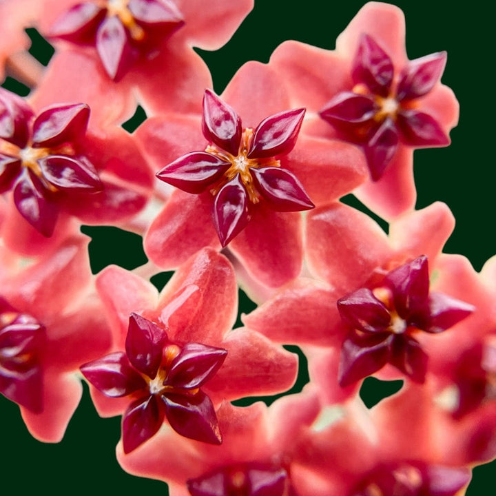 Hoya bordenii