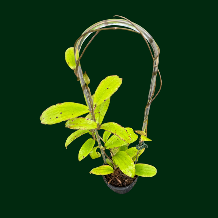 Hoya erythrina (Bacho)