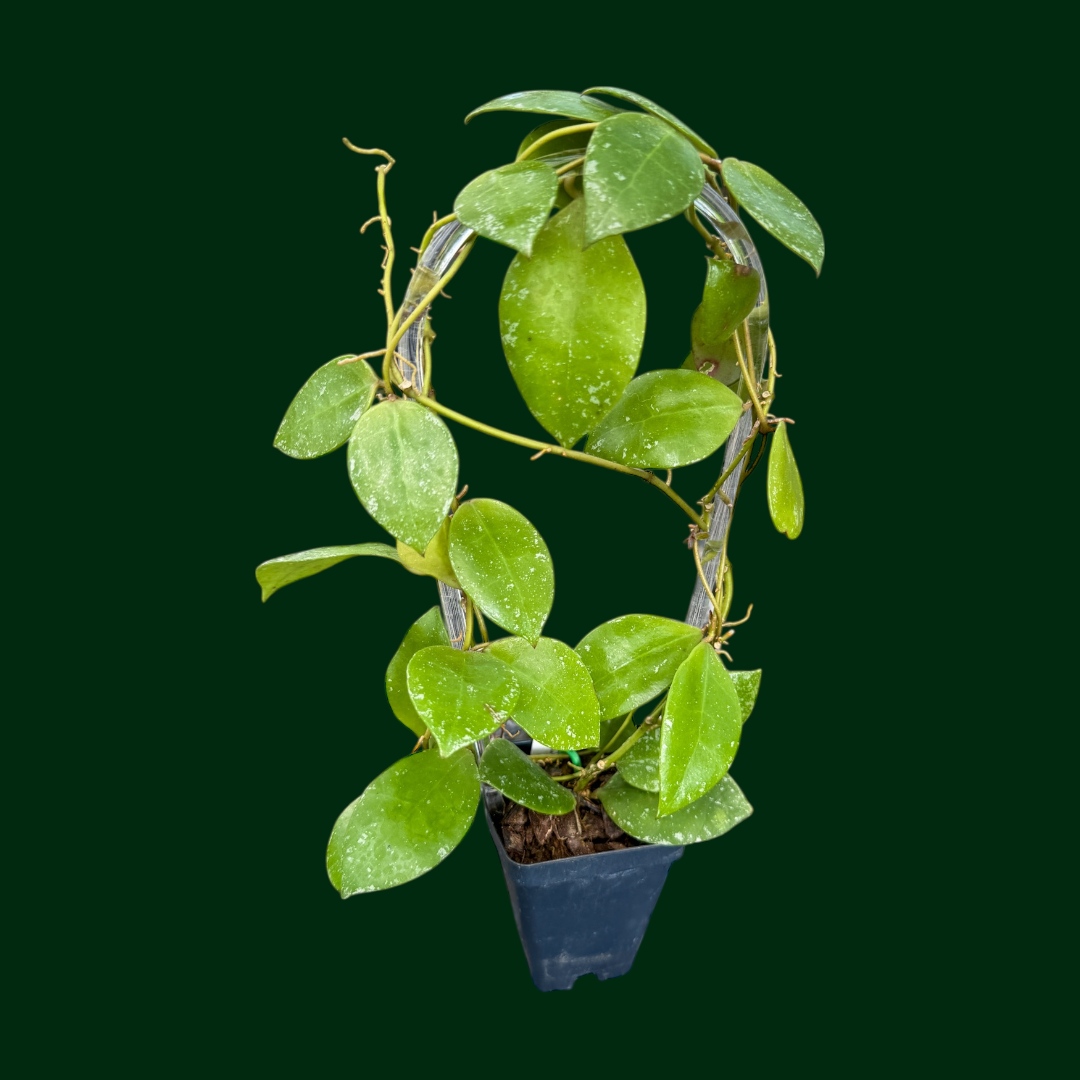 Hoya walliniana (splash)