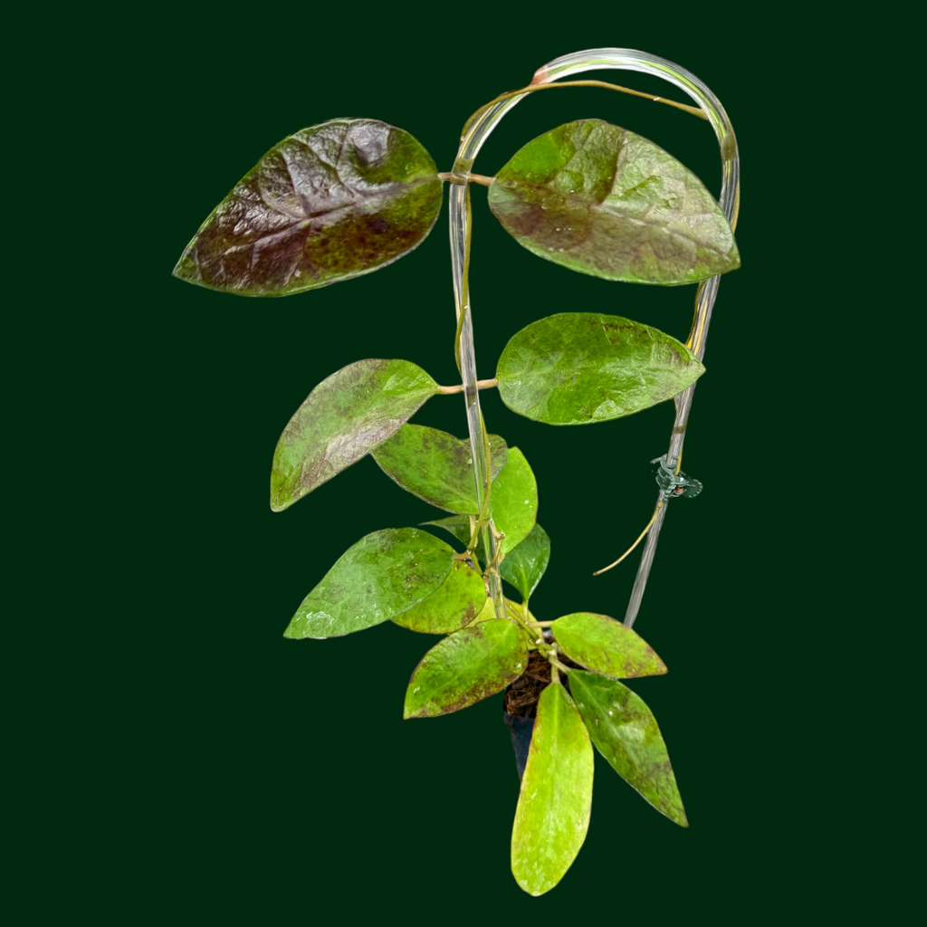 Hoya benchaii – Unsolicited Plant Talks