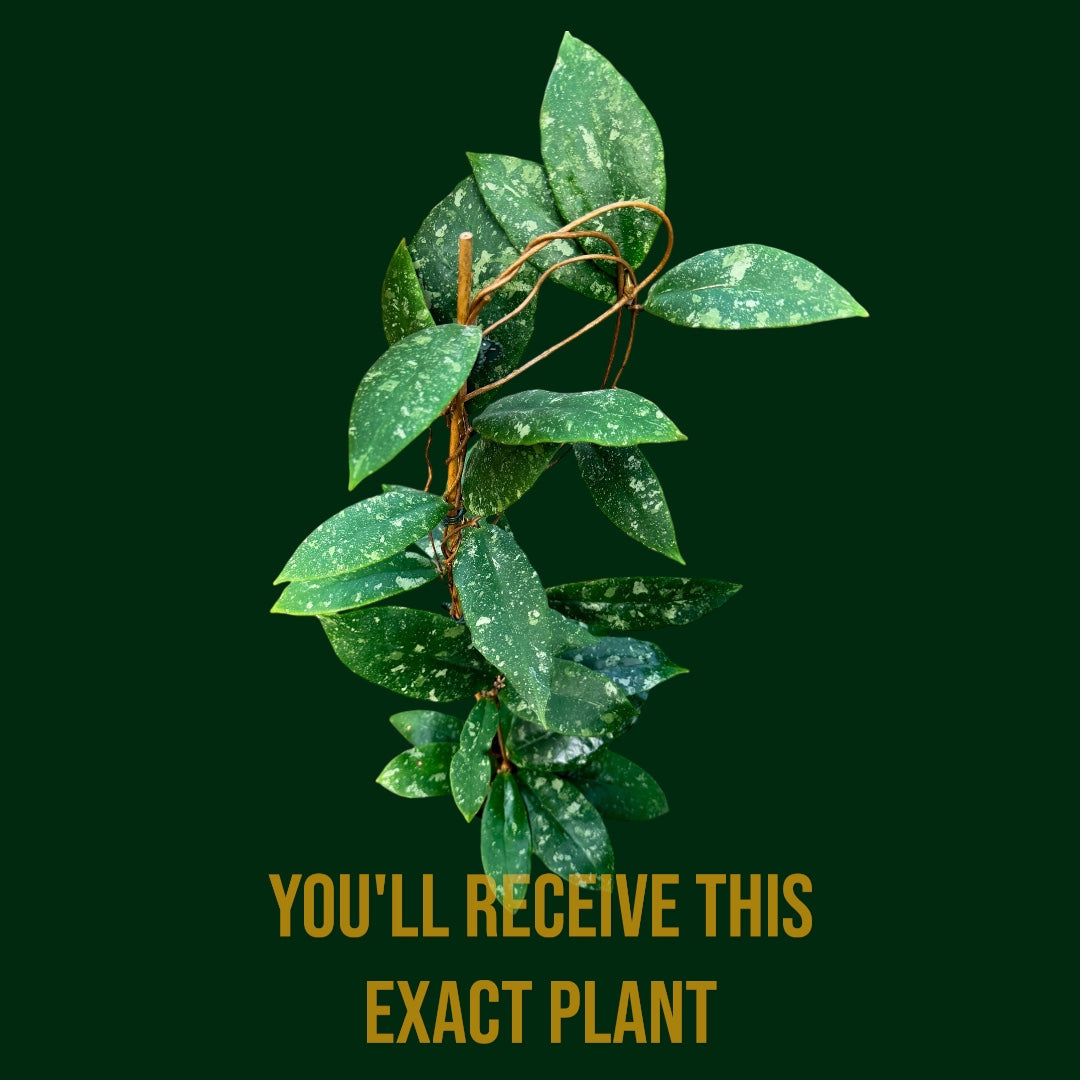 PS0960 - Hoya mitrata (splash) - XL