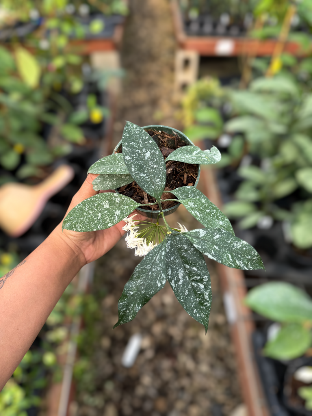 PS0962 - Hoya multiflora (mini, splash)