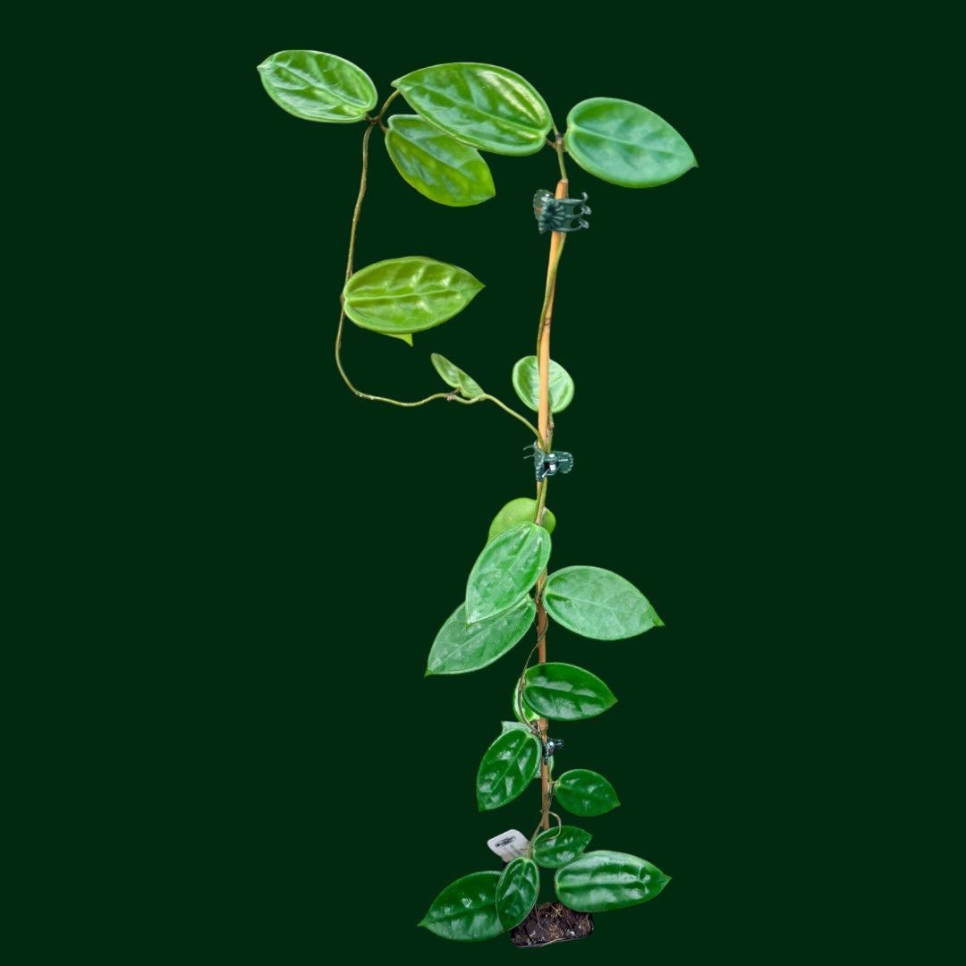 Hoya vangviengiensis