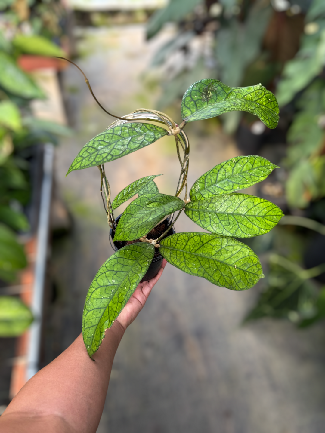 PS0963 - Trellised Hoya 'Alyona'