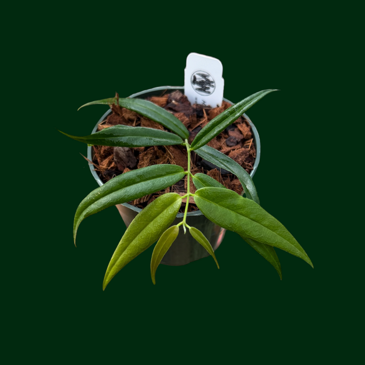 Hoya paradisea (IM04)