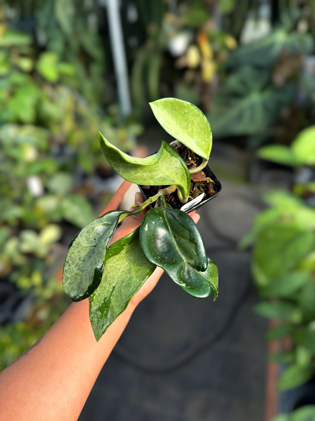 PS0964 - Hoya AH074 (silver) with peduncle!