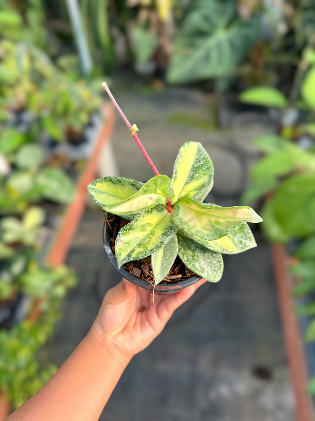 PS0965 - Hoya carnosa ‘Argentea Princess’