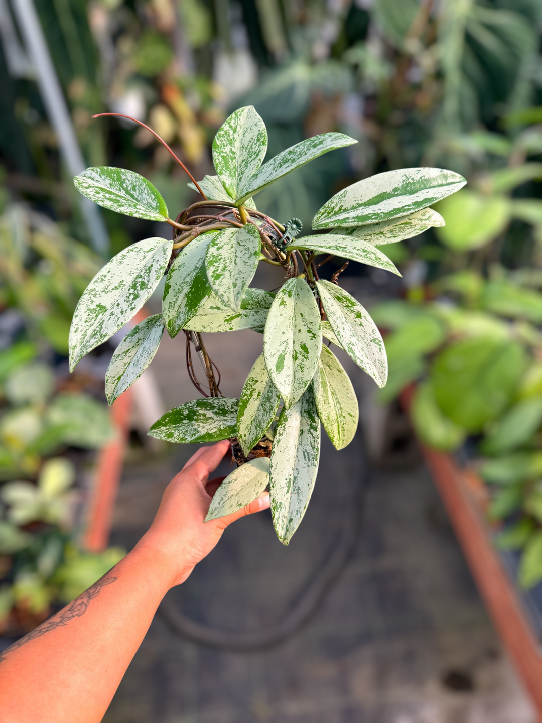 PS0966 - Hoya pubicalyx ‘Pink Silver Ghost’