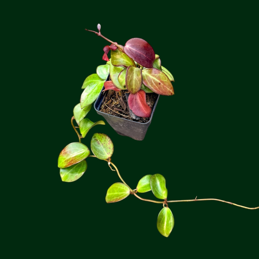 y、Hoonamyのサインです10号です Hoya Plants for Sale | 450+ Hoya Species – Page 27 – Unsolicited