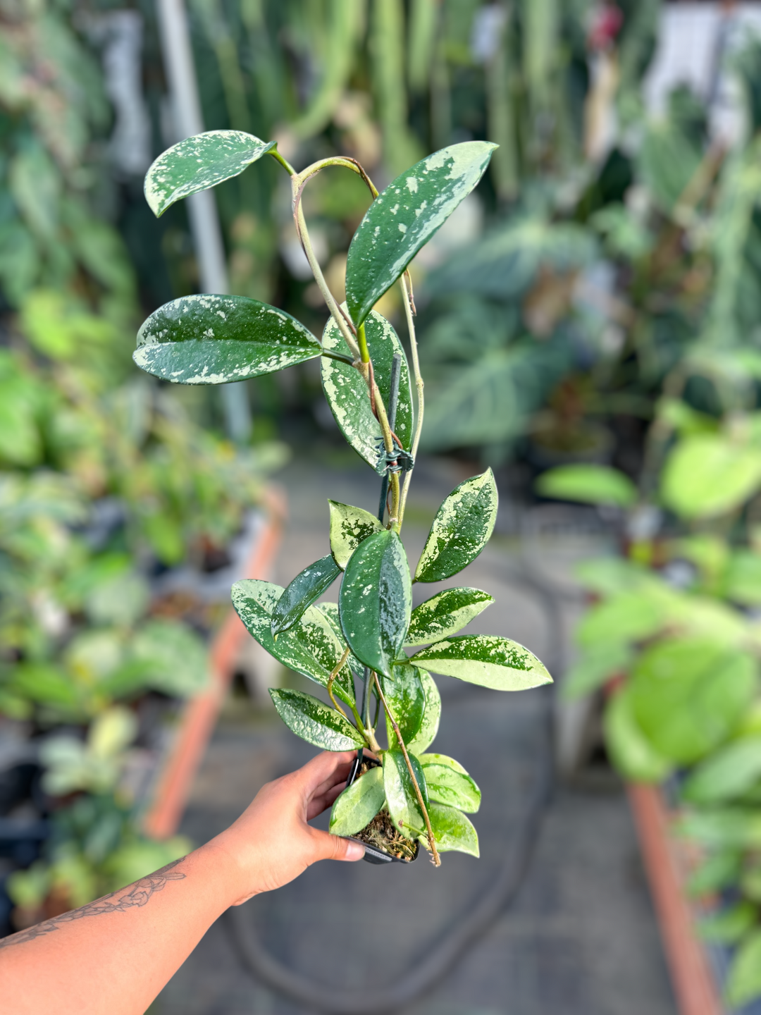 PS0967 - Hoya AH074 (silver) - with a peduncle!