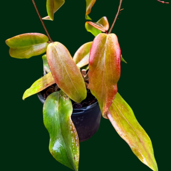 Trellised Hoya ilagiorum