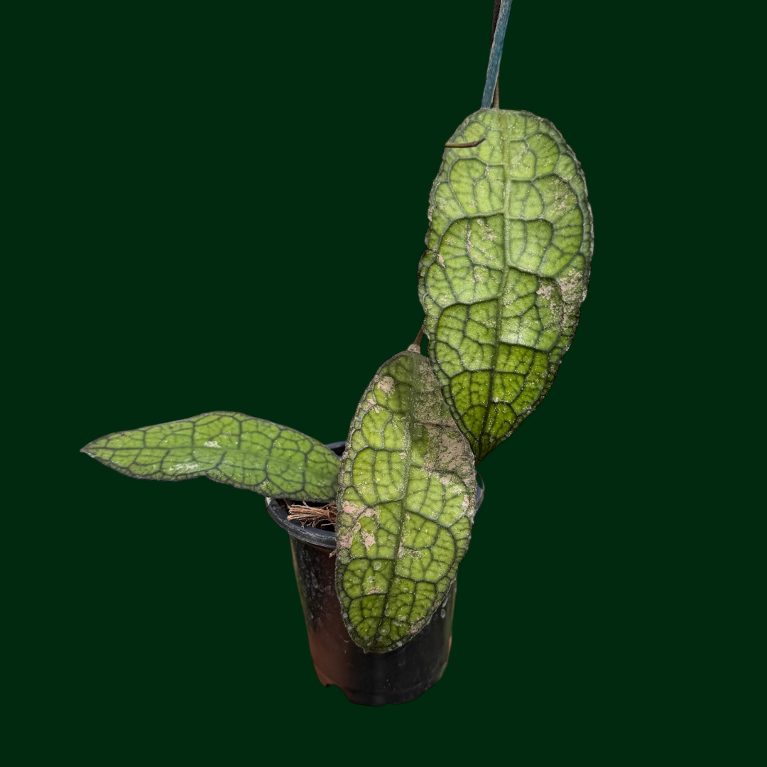 Hoya clemensiorum ‘Dragon Back’