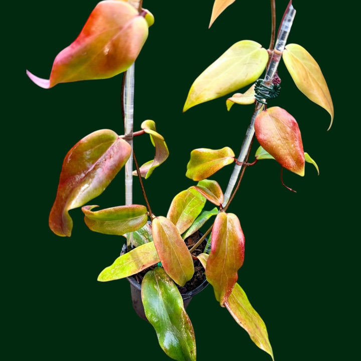 Trellised Hoya ilagiorum