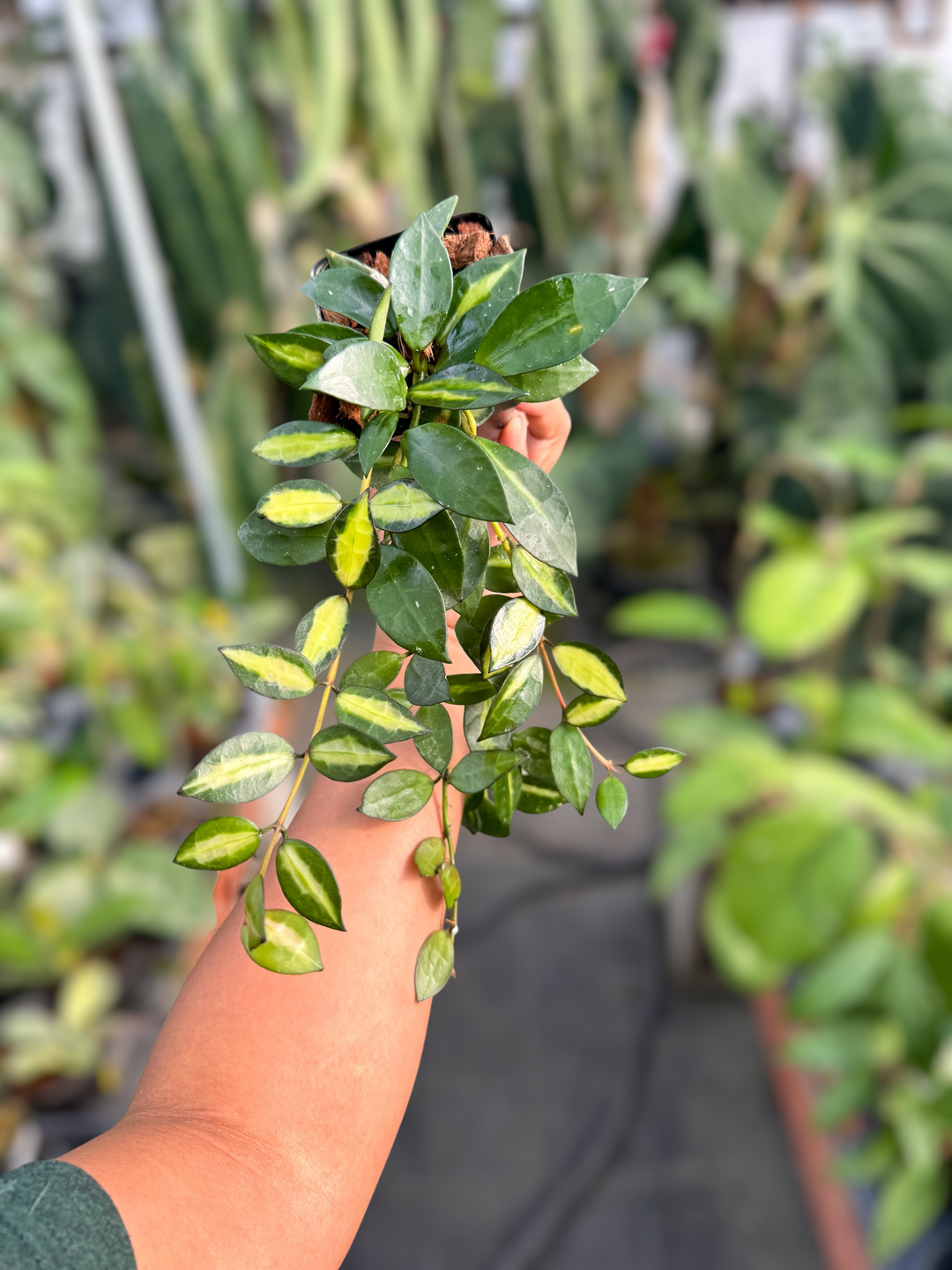 PS0968 - Hoya lacunosa ‘Queen Midori’