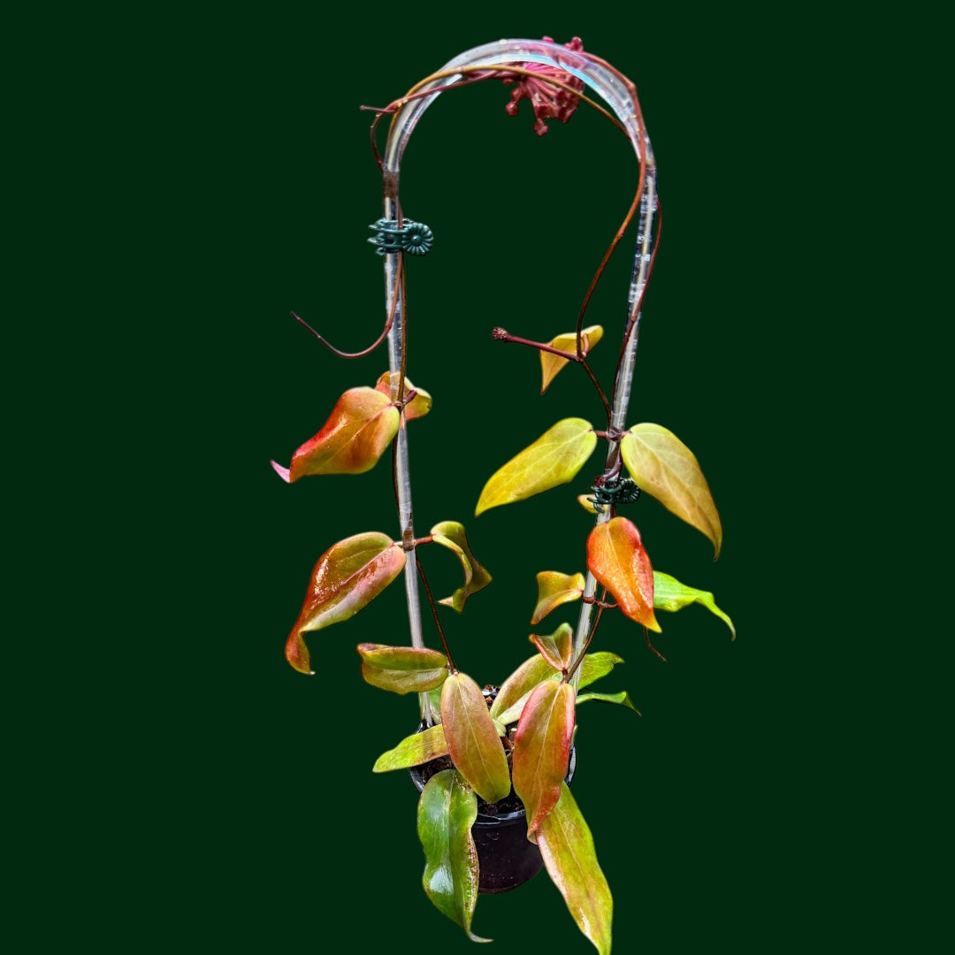 Trellised Hoya ilagiorum