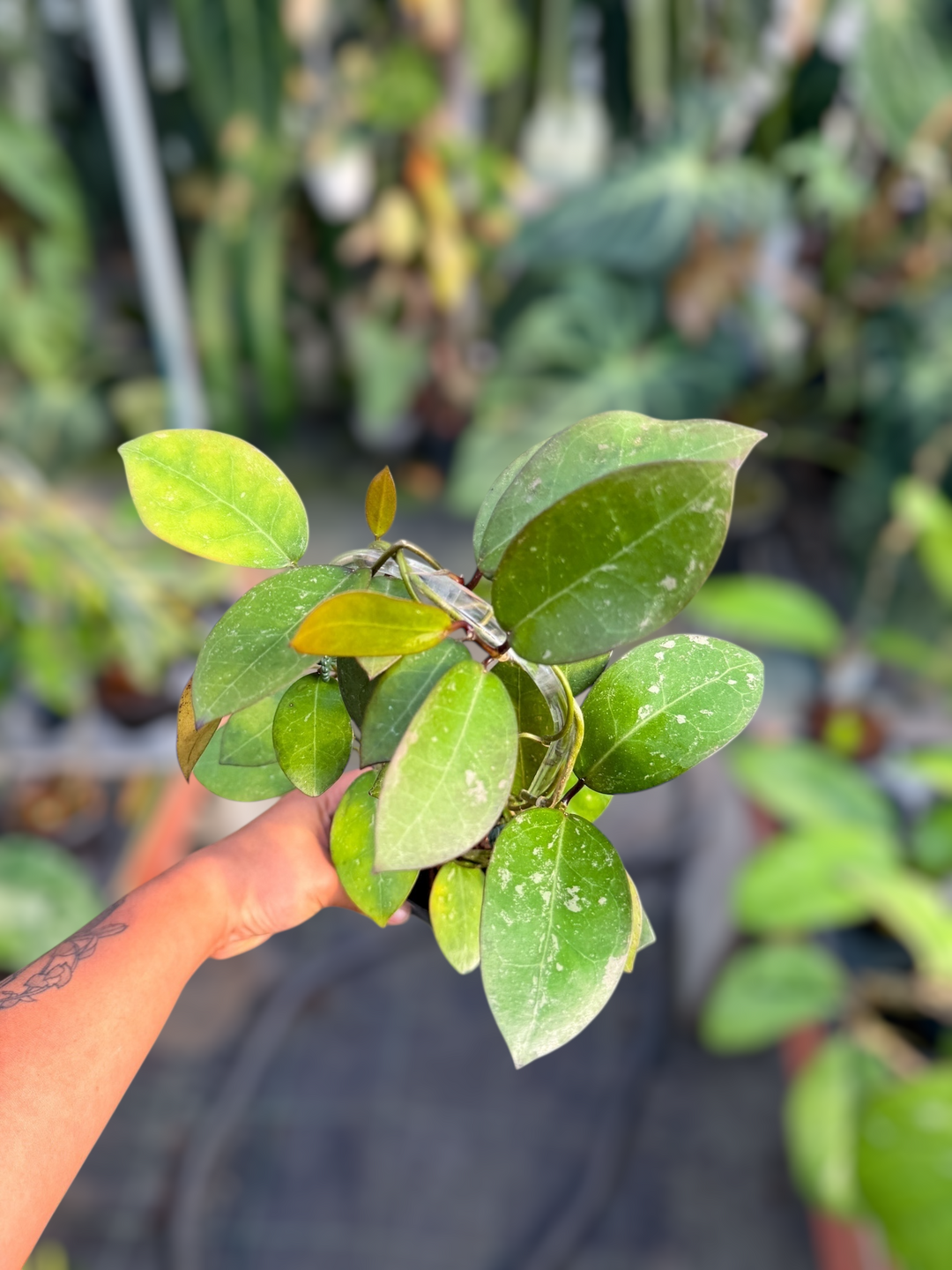 PS0969 - Hoya australis x Hoya elliptica