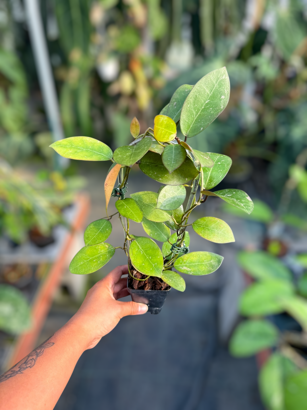 PS0969 - Hoya australis x Hoya elliptica