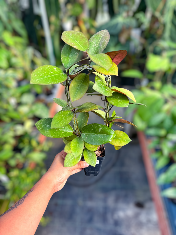 PS0970 - Hoya australis x Hoya elliptica