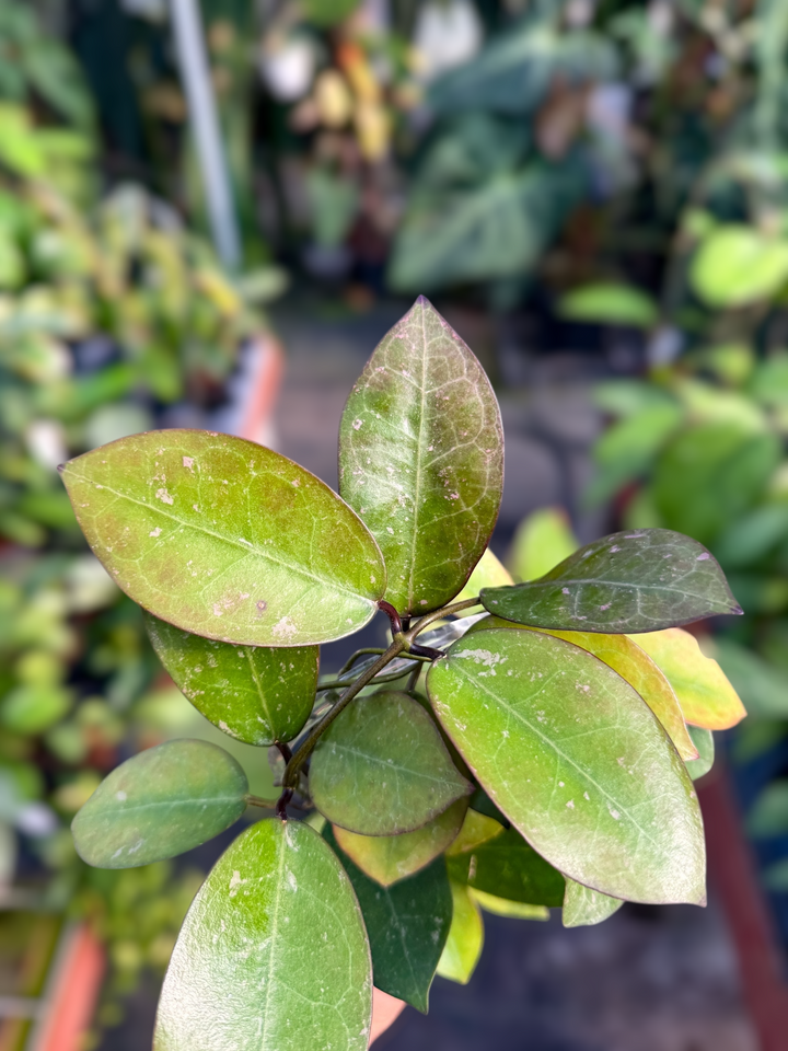 PS0970 - Hoya australis x Hoya elliptica