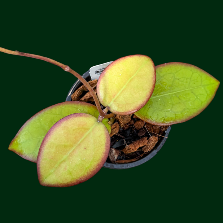 Hoya ‘Mayumi’ (UPT002)